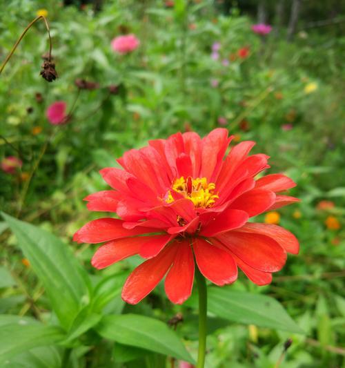 百日菊花语之美（揭秘百日菊的深意）