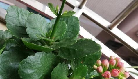 长寿花的土壤配比与养护方法（打造长寿花的理想生长环境）