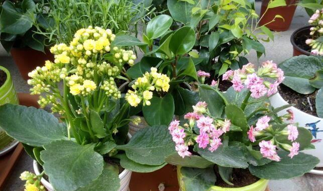 长寿花盆栽养殖全指南（如何打造长寿花盆栽花园）