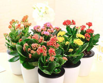 长寿花盆栽养殖全指南（如何打造长寿花盆栽花园）