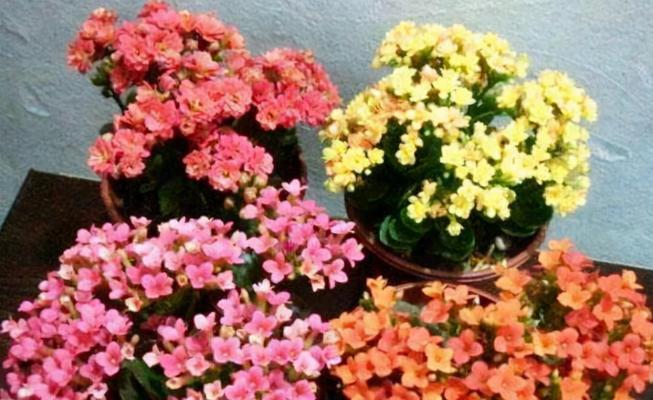 长寿花——美丽与长寿的象征（探秘长寿花的花期和栽培技巧）