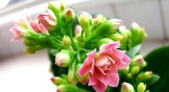 长寿花——美丽与长寿的象征（探秘长寿花的花期和栽培技巧）