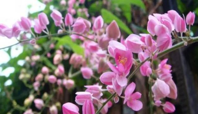 宝石花的花语与寓意（探索宝石花背后的花语密码）