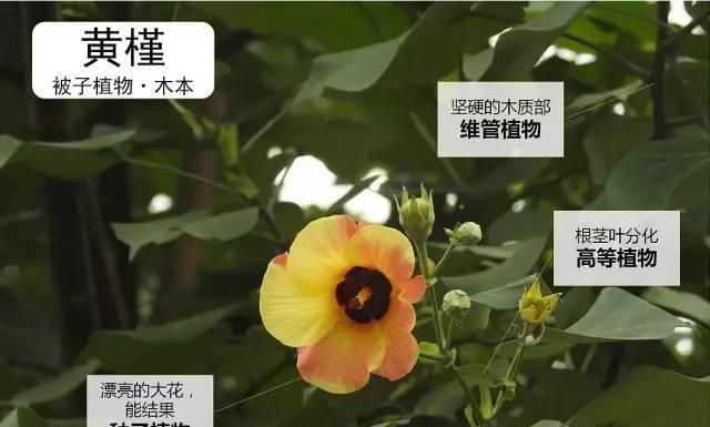 长寿花的分株时机与方法（如何正确地进行长寿花的分株）