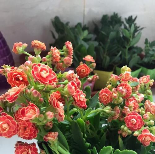 长寿花换盆时间与方法（长寿花的生长习惯和换盆技巧）