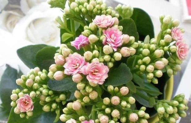 长寿花换盆时间与方法（长寿花的生长习惯和换盆技巧）