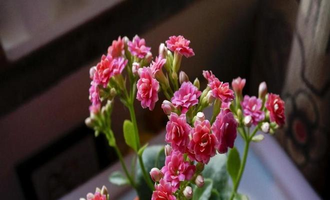 长寿花换盆时间与方法（长寿花的生长习惯和换盆技巧）