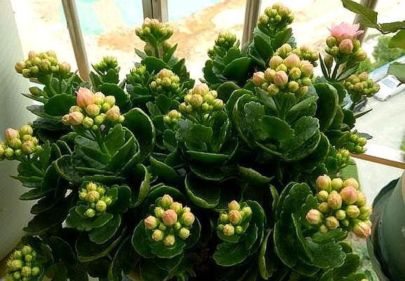 长寿花嫁接成活率高的秘诀（掌握嫁接技巧）