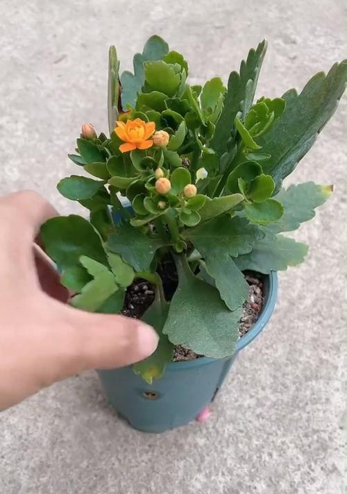 长寿花嫁接成活率高的秘诀（掌握嫁接技巧）