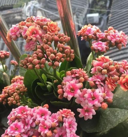 长寿花的开花时间和开放情况（凌晨4点开始开放）