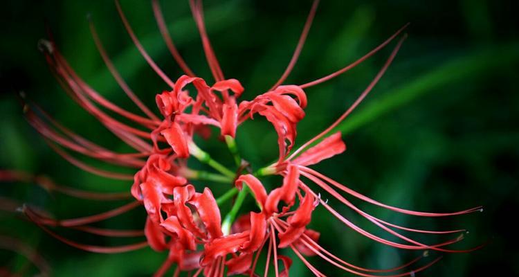 彼岸花的花语与寓意（揭开彼岸花的神秘面纱——解读彼岸花的15种花语）