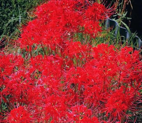 彼岸花的花语与寓意（揭开彼岸花的神秘面纱——解读彼岸花的15种花语）