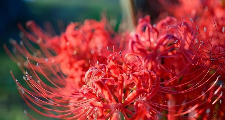 彼岸花（盛开的红花与深情的告别）