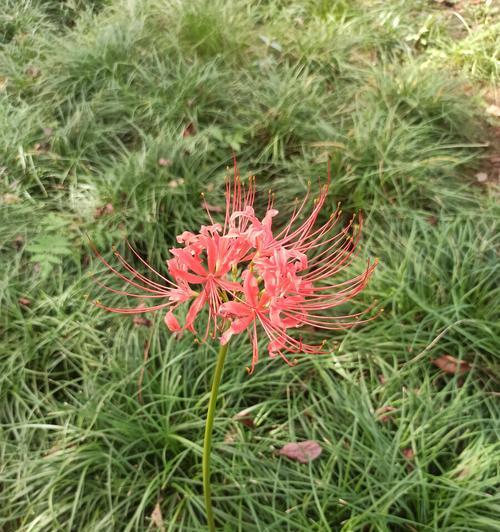 彼岸花（盛开的红花与深情的告别）