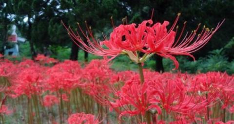 彼岸花（盛开的红花与深情的告别）