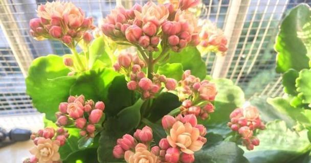 长寿花开花时间的探究（长寿花的生长周期及开花特征）