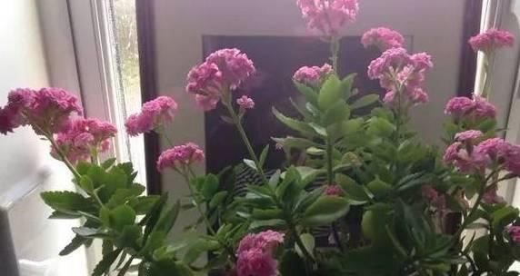 长寿花开花时间的探究（长寿花的生长周期及开花特征）