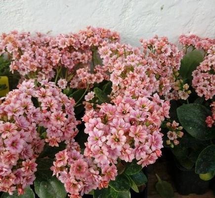 长寿花的肥料使用（长寿花的肥料类型与使用方法）