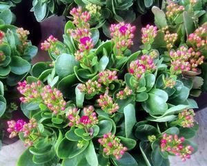 长寿花（探寻长寿花的生长特点及分类）