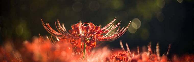 彼岸花花语大全——传递爱与思念的媒介（彼岸花花语的意义与传承）