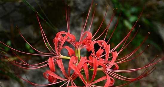彼岸花花语大全——传递爱与思念的媒介（彼岸花花语的意义与传承）