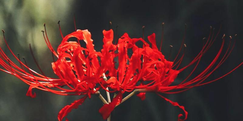 彼岸花花语大全——传递爱与思念的媒介（彼岸花花语的意义与传承）