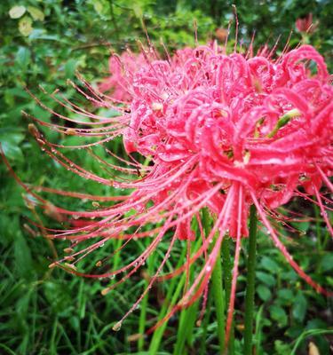 探寻不同颜色彼岸花花语之奥秘（用花语解读彼岸花的多彩世界）