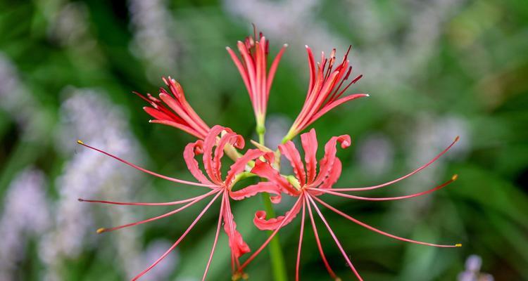 探寻不同颜色彼岸花花语之奥秘（用花语解读彼岸花的多彩世界）