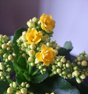 长寿花的生长习性与特点（多年生植物的优越性与适宜栽培条件）