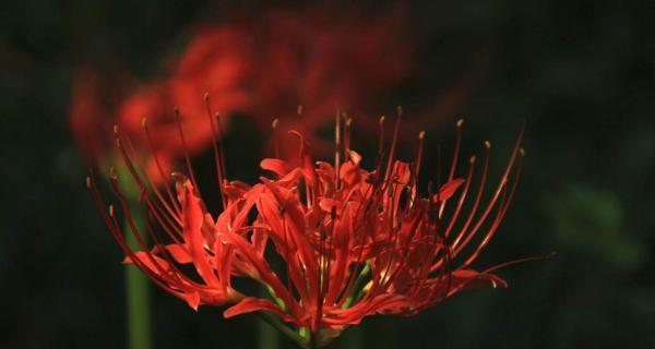 盛放彼岸花的花语世界（以彼岸花为主题的花语与意义探索）