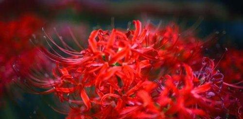 盛放彼岸花的花语世界（以彼岸花为主题的花语与意义探索）