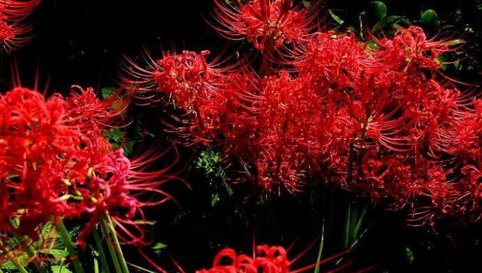 彼岸花的象征意义与文化内涵（解读彼岸花的寓意与传统价值）