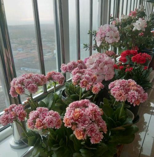 长寿花——生命力顽强的多年生植物（探秘长寿花的生命奥秘）