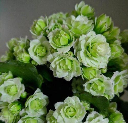 长寿花——生命力顽强的多年生植物（探秘长寿花的生命奥秘）