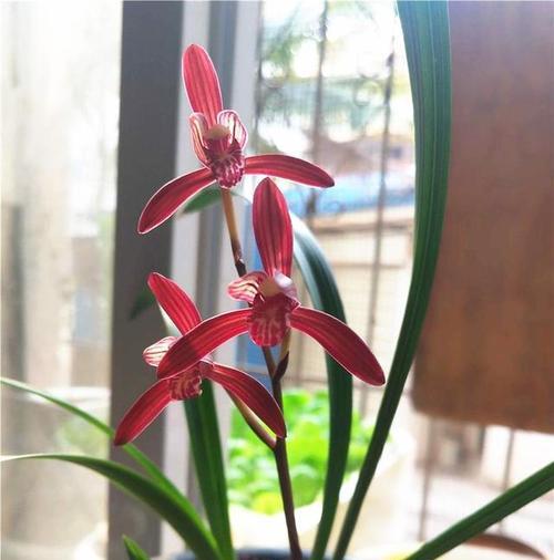 碧玉兰（探索碧玉兰的花语与文化背景）