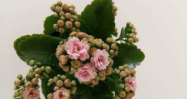 长寿花不是木本植物（揭开长寿花真正的身份）