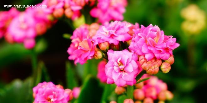 长寿花的生长与特点（研究长寿花的原因和种类）