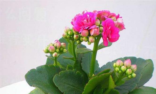 长寿花的生长与特点（研究长寿花的原因和种类）