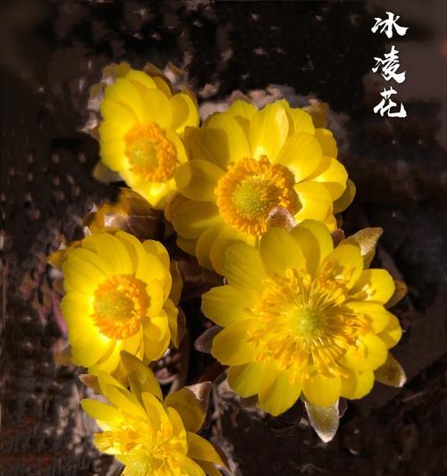 冰凌花的美丽与坚韧（探寻冰凌花的生命哲学）