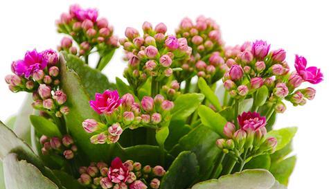 长寿花的种植和养护（掌握长寿花生长的九大诀窍）