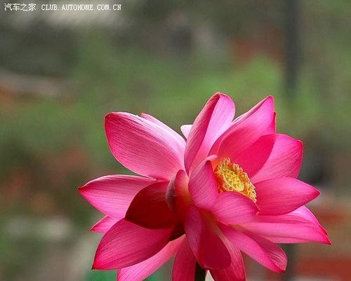 并蒂莲，花开双双（花语解读与美丽寓意）