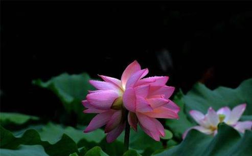 并蒂莲，花开双双（花语解读与美丽寓意）
