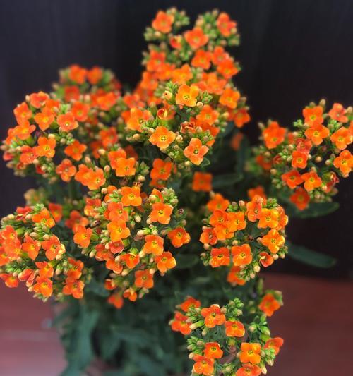 长寿花真的是四季开花吗（揭秘长寿花的开花特点与护理方法）