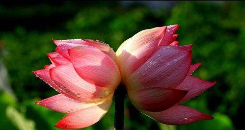 浪漫花语之并蒂莲花（和你共生）