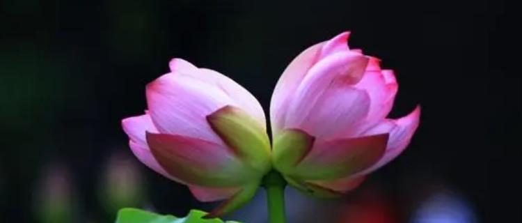 浪漫花语之并蒂莲花（和你共生）