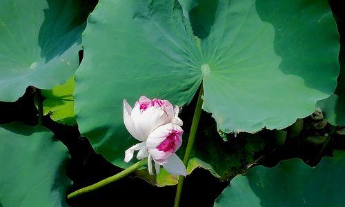 并蒂莲花（深入解读并蒂莲花的意义与启示）