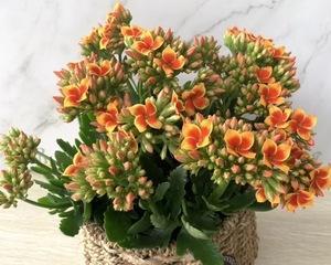 长寿花是多年生还是一年生（揭开长寿花的生命周期之谜/长寿花的生命周期解析）