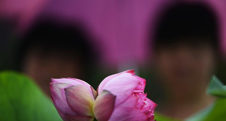 并蒂莲花（深入解读并蒂莲花的意义与启示）