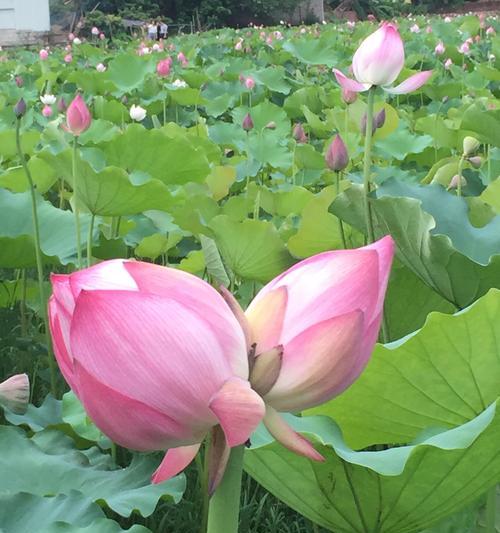 并蒂莲花（深入解读并蒂莲花的意义与启示）
