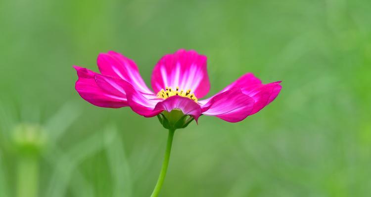 波斯菊的花语和传说（传说中的波斯菊）
